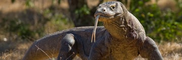 Komodo Dragon at Komodo National Park, Indonesia