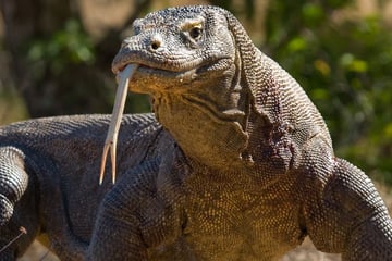 Komodo Dragon at Komodo National Park, Indonesia