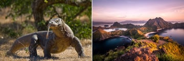 Komodo dragons and Padar Islands