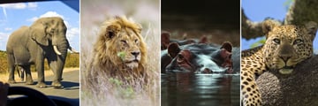 Kruger National Park wildlife