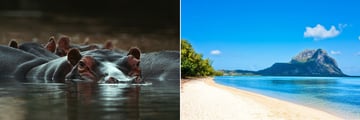 Kruger Hippos & Pristine Mauritius Beach