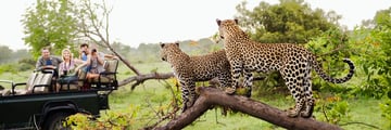 Game Drive, Kruger National Park