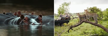 Kruger National Park wildlife & game drive