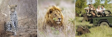 Kruger National Park wildlife