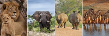 Kruger National Park wildlife