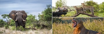 Kruger National Park