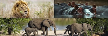 Kruger Safari Wildlife