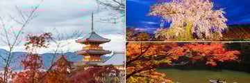 Seasonal flora in Kyoto, Japan