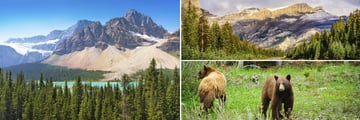 Lake Louise, Icefield Parkway & Wildlife Sightings
