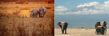 Rhinos in Lake Nakuru, and views of elephants and Kilimanjaro from Amboseli National Park