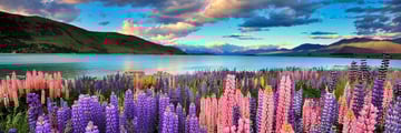 Beautiful Lake Tekapo scenery