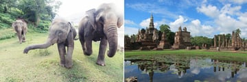 Rescued elephants in Lampang & Sukhothai landscapes