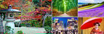Land of the Rising Sun; Autumn Miyajima Japan, Arashiyama Bamboo Forest, Rainbow Flower fields Hokkaido, Young Maiko Geisha, Kabukicho at night   