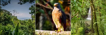 Beautiful flora and wildlife at Lapa Rios Lodge
