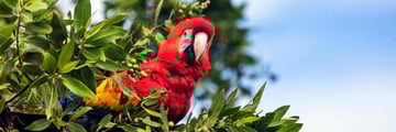 Scarlet macaws at Lapa Rios Lodge