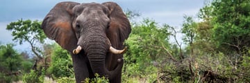 Elephant in Kruger National Park