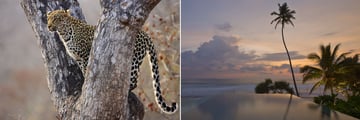 Leopard & The Fortress pool