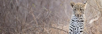 Leopard cub in Sabi Sands, South Africa