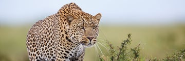 pard in the Kenyan plains