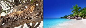 Leopard in Samburu National Park & a Praslin Island beach in the Seychelles