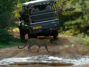 Leopard spotting