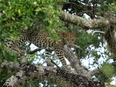 Leopards at Noel Rodrigo's Leopard Safaris