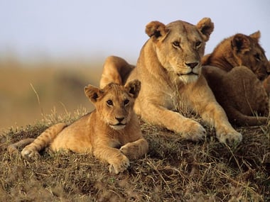 Lion cub and mother in Masai Mara Game Reserve