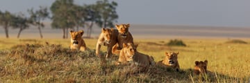 Lion family in the Masai Mara