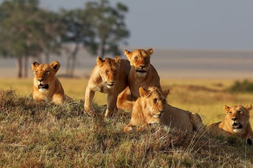Lion family in the Masai Mara