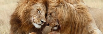 Lions in Kenya