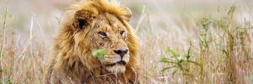 Lion in Kruger National Park