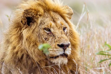 Lion in Kruger National Park