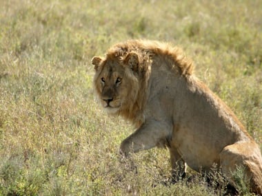 Lion in the grass at Masai Mara National Park