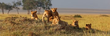 Lion pack in the Masai Mara Game Reserve
