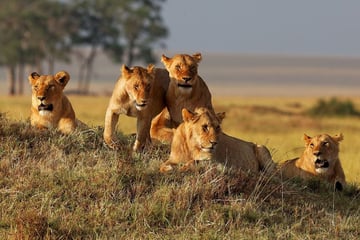 Lion pack in the Masai Mara Game Reserve