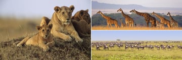 Masai Mara wildlife