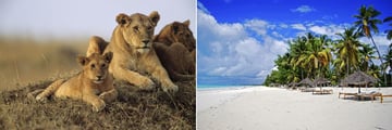 Lions in the Masai Mara & Zanzibar Beach