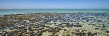 Living rocks, Shark Bay, Ningaloo Reef