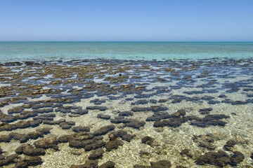 Living rocks, Shark Bay, Ningaloo Reef