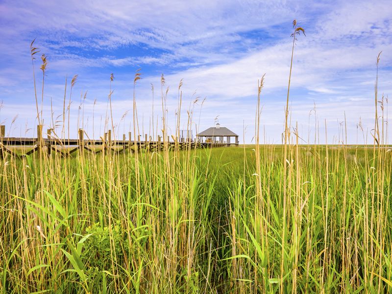 Louisiana marshland