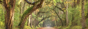Country roads in South Carolina