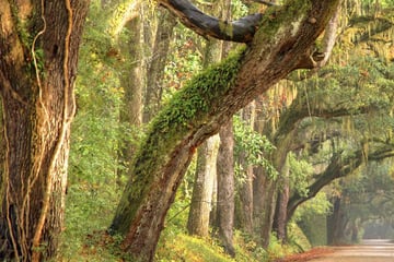 Country roads in South Carolina