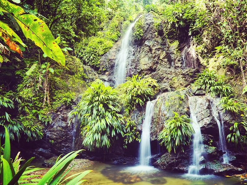 Lush rainforest and falls of Tobago