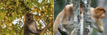 Macaque & Proboscis monkeys