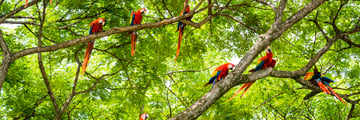 Macaws in Guanacaste