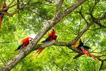 Macaws in Guanacaste