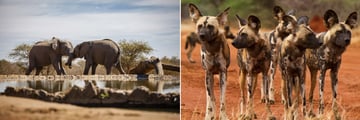 Madikwe wildlife