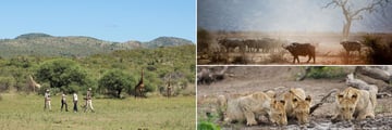 Madikwe walking safari & wildlife sightings