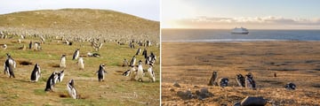 Magdalena Island Penguins