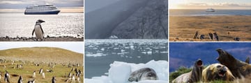 Incredible Sightings of Magdalena Penguins & Elephant Seals